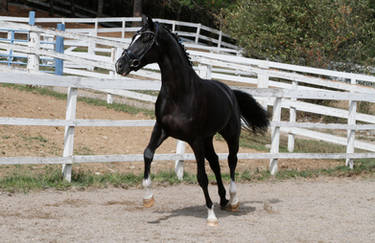 Black Warmblood Mare 007