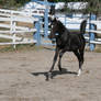 Black Warmblood Foal 017