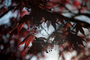 Leaf Sillouettes