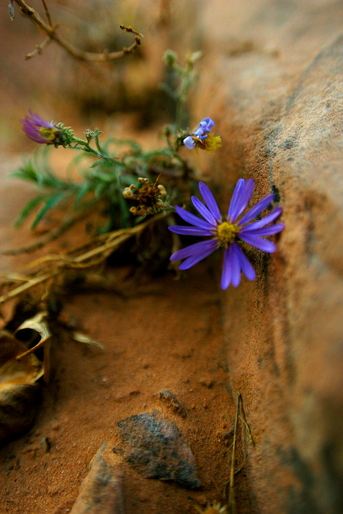 Purple flower of Moab