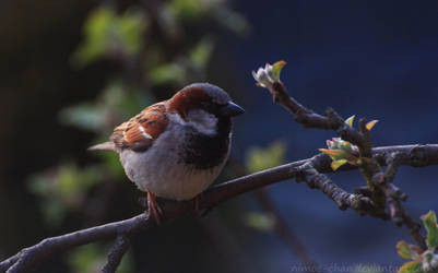 Sparrow