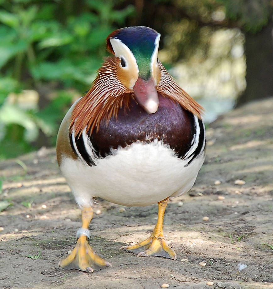Duck Rasim Duck by RichT1950 on DeviantArt