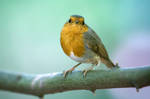 Redbreast in the Underwoods by ChristophGerlach