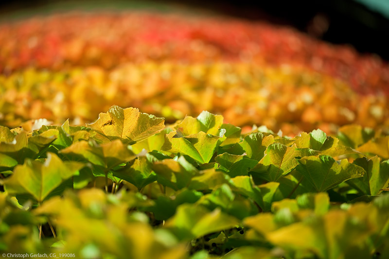 Autumnal Traffic Lights