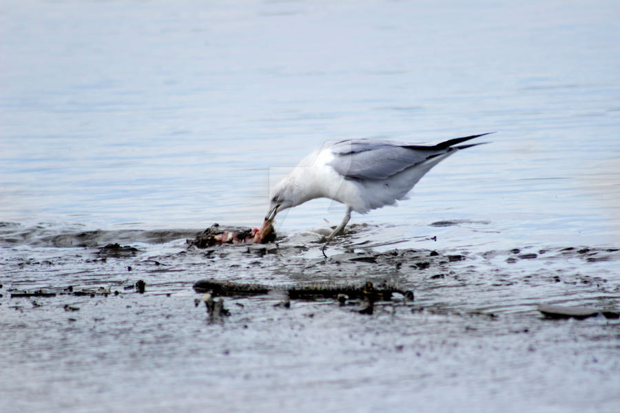 A Seagulls Feast