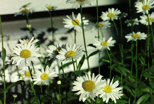 Daisies