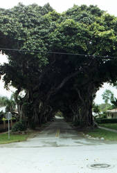 Tree Awning