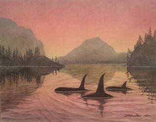 Orcas at Sunset