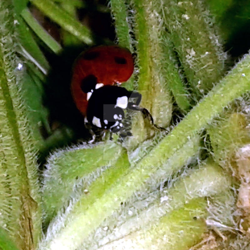 Shell Less Ladybug Ladybug by Shellsworld on DeviantArt
