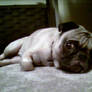 Sleepy Puggy