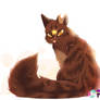 TigerStar + VIDEO