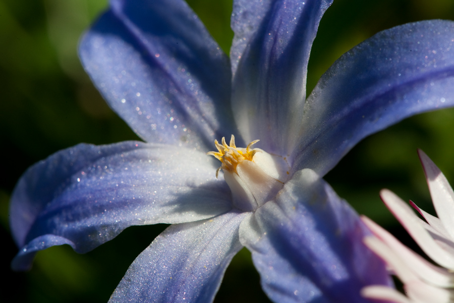 Spring flower