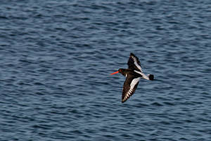 Oystercatcher