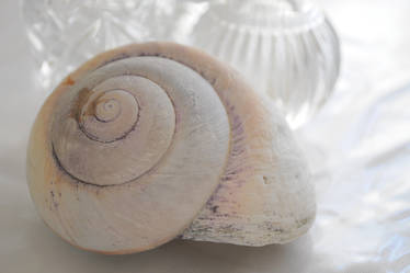 a shell