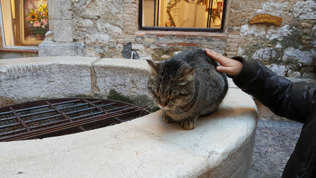 Cute kitty