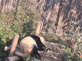 Pandas