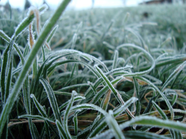 winter grass