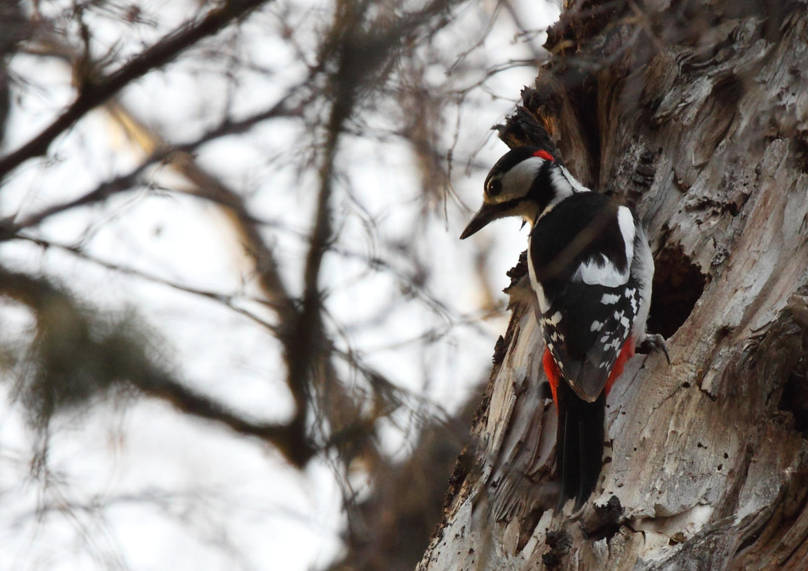 Dendrocopos major