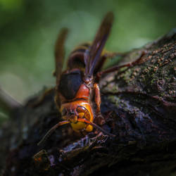 Vespa crabro