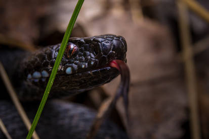 'Vipera Berus' - Close up 2016