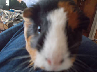 Nosey Piggy