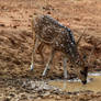 Indian Wild Animals In Wilderness By Ahy1789 (