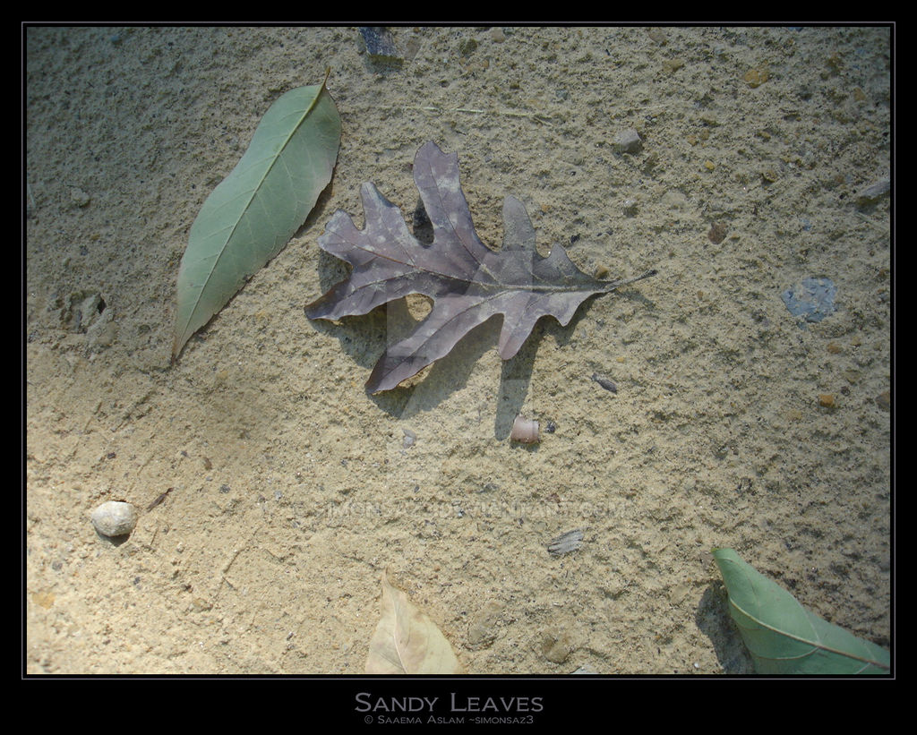 Photography: Sandy Leaves