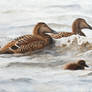 Female eiders with their young