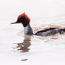 Female goosander with chicks