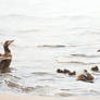 Tranquility (common eiders)