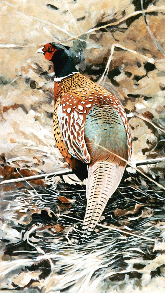 Ring-necked pheasant