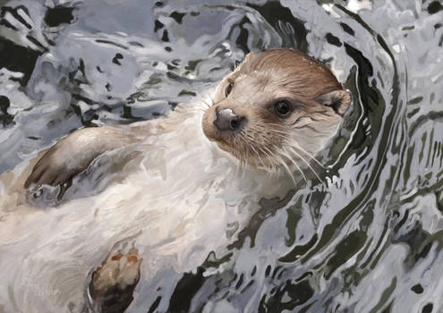 Eurasian otter