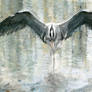Foraging grey heron