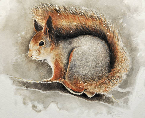 Red squirrel 2