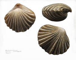 Brachiopods