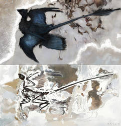 Microraptor fossilising