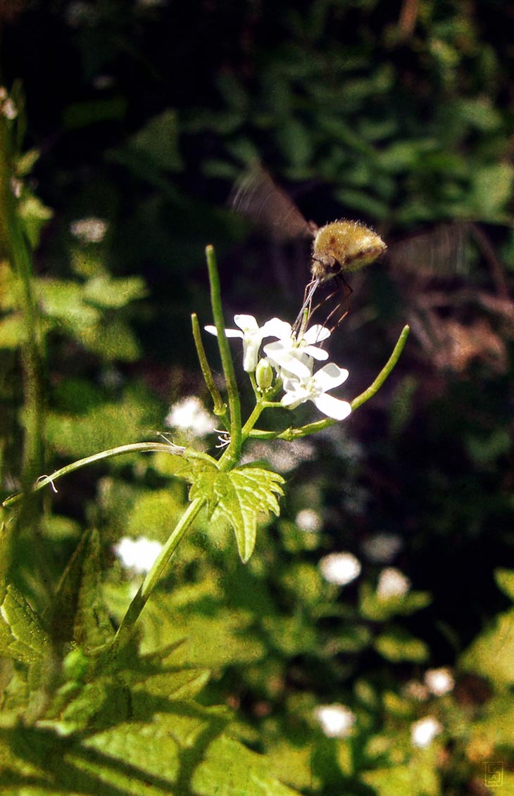 Bombyle