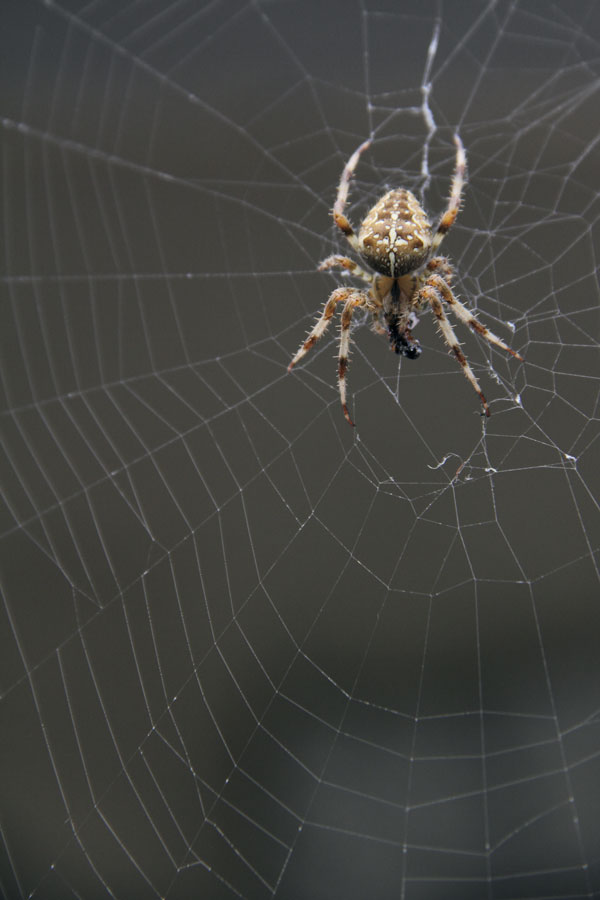 Araneus diadematus I