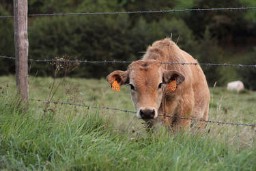 Veau Aubrac 1