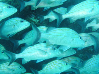 School of Hogfish