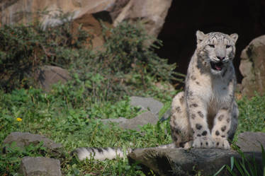 Snow Leopard III