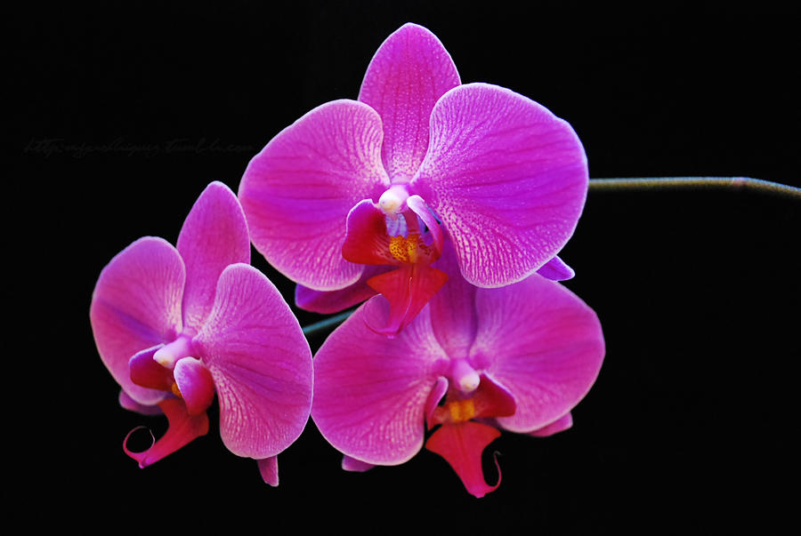 Orchids.