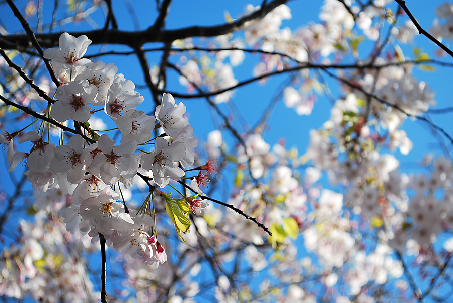 Cherry Blossoms