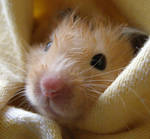 Hammy the Hamster by PaullyWog