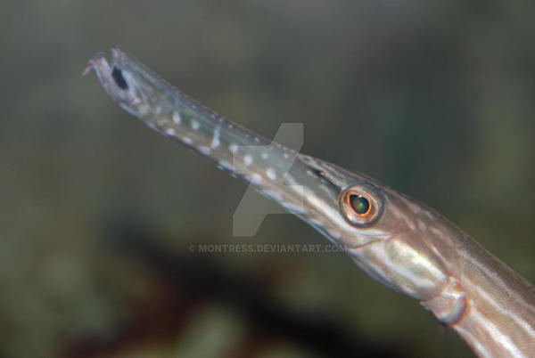 Snake Model Fish snake-fish by Montress on DeviantArt