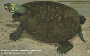 URUMA, A STUPENDOUSLY LARGE VENEZUELAN TURTLE