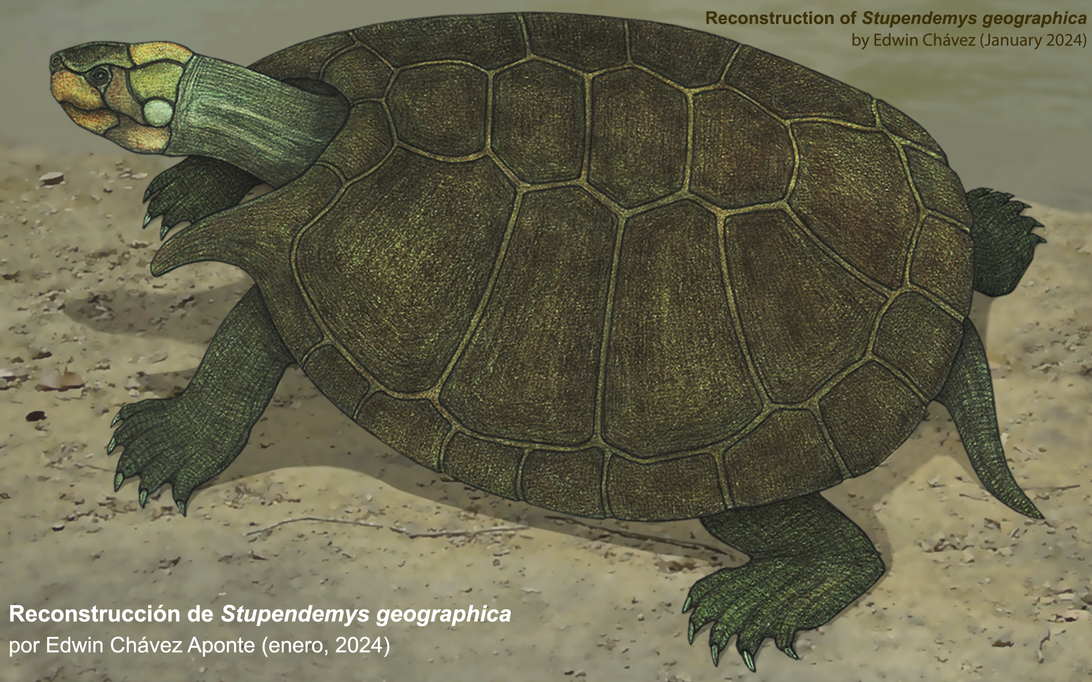 Rotuma Turtles URUMA, A STUPENDOUSLY LARGE VENEZUELAN TURTLE by eoyaguar on DeviantArt