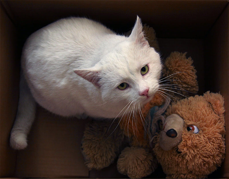 Cat in a box