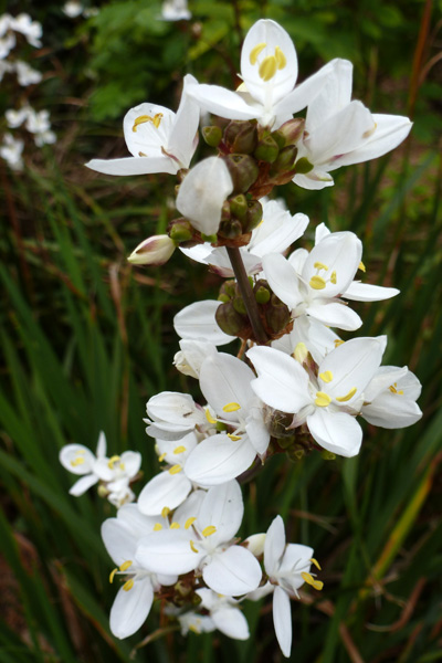 Flower Photos