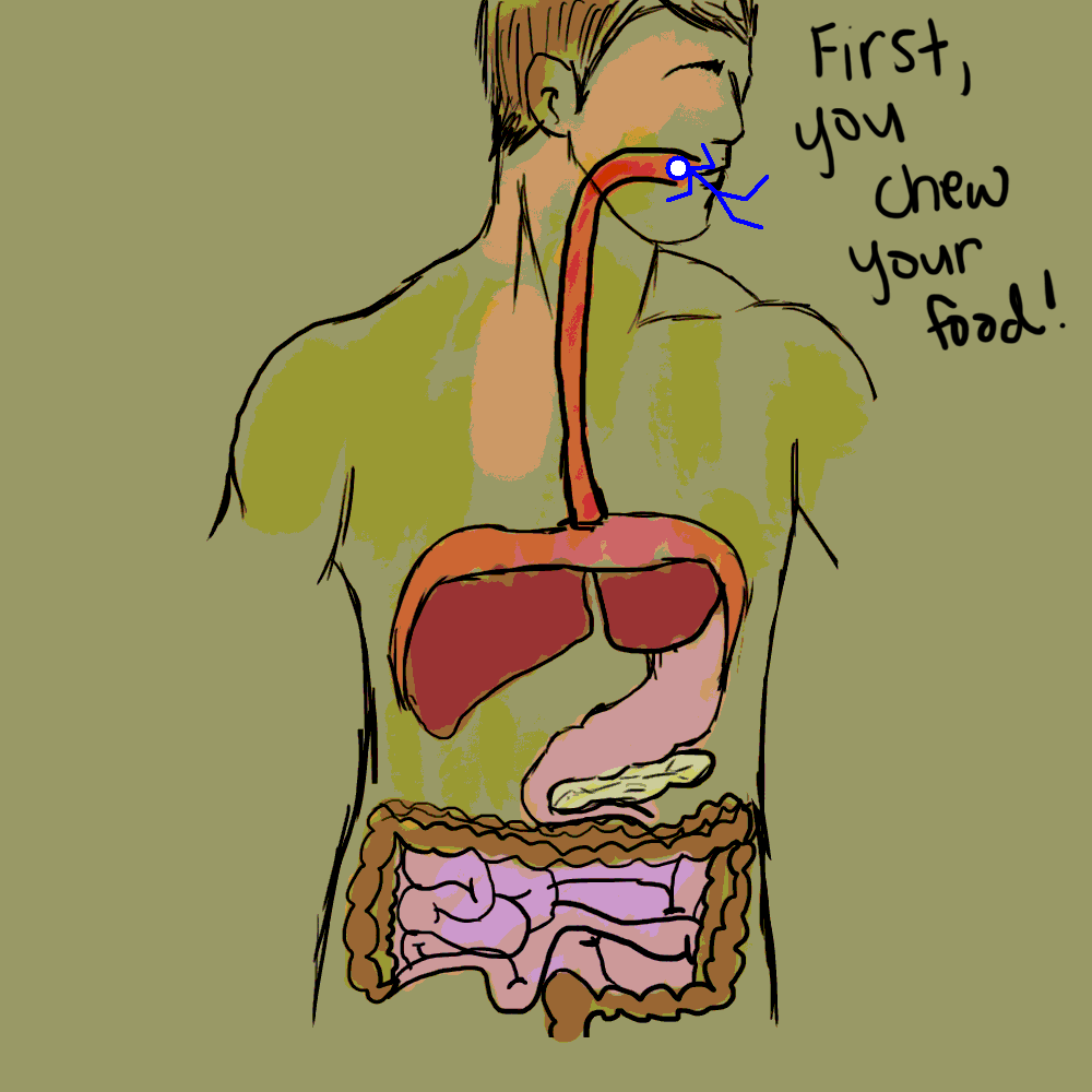 Digestive System Animation by polkabeast on DeviantArt